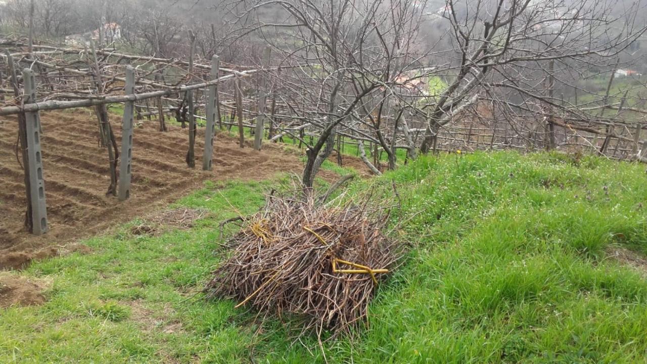 La Casa In Vigna Βίλα Tramonti Εξωτερικό φωτογραφία